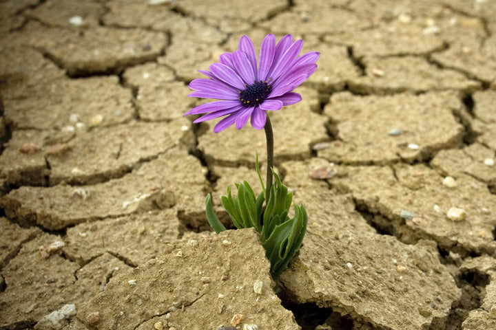 3 Ways to Cultivate Resilience and Thrive